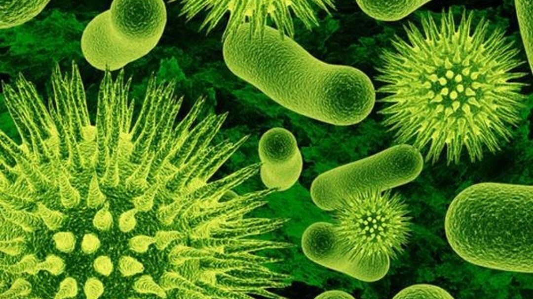 Quais as principais diferenças entre vírus, fungos e bactérias?
